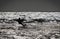 Lone unrecognizable kiter in the stormy sea on the beach of Marina di San Nicola in Italy