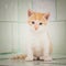 A lone wandering kitten sits on a tile in a vet hospital.