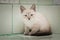 A lone wandering kitten sits on a tile in a vet hospital.