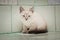 A lone wandering kitten sits on a tile in a vet hospital.