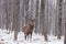Lone wapiti in a forest environment