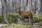 Lone Wapiti in a forest with a field