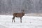 Lone wapiti in a snow storm