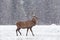 Lone wapiti in a snow storm