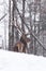 A Lone wapiti in a snow storm