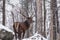 A Lone wapiti in a snow storm