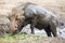 Lone warthog playing in mud to cool off