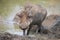 Lone warthog playing in mud to cool off