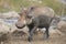 Lone warthog playing in mud to cool off