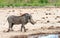 A lone Warthog waking towards a small waterhole to take a drink in Hwange National Park,