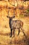 Lone Waterbuck