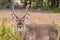 Lone Waterbuck