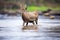 lone waterbuck crossing shallow river