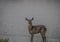 Lone Waterbuck standing sideways at water edge and looking at camera