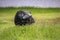 Lone waterbuffalo standing in tall green grass