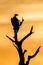 Lone White-backed Vulture silhouette