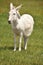 Lone White Burro Standing in a Grass Field