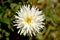 Lone white dahlia at garden