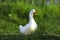 A lone white duck left the pond covered in bright green grass, drops of water running down his fluff