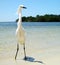 Lone White Heron on sandy Florida Beach -2