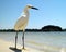 Lone White Heron on sandy Florida Beach -3