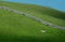 Lone White Horse Dry Stone Wall