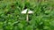 Lone white mushroom in the green lush grass of the forest.
