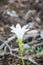 A lone white rain lily growing on the forest floor