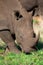 Lone white rhino bull walking on short green grass in the bush