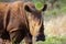 Lone white rhino bull walks alone in the bush