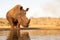 Lone white rhino about to drink from a pond