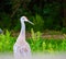 Lone white Sandhill Crane with long beak