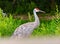 Lone white Sandhill Crane with long beak