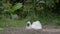 Lone white silkie chicken hen has a bath in a self made dust bowl