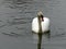 Lone White Swan Creates Ripples on a Lake as it Swims and Looks for Food with Water Dripping from its Beak