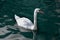 Lone white swan with a red beak swims calmly on the turquoise autumn water