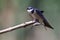 Lone White Throated Swallow sitting on a perch in sun to rest