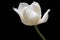 Lone White Tulip Against Pitch-Black Background: Purity, Grace and Dewdrops