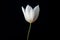 Lone White Tulip Against Pitch-Black Background: Purity, Grace and Dewdrops