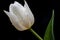 Lone White Tulip Against Pitch-Black Background: Purity, Grace and Dewdrops