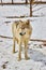 Lone white wolf standing in snow at park