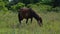 Lone Wild Brown Mare Feeds in a Grassy Mountain Meadow