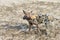 A lone wild dog on the dry plains in south Luangwa, Zambia