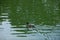 A lone wild duck swims across the lake in search of food