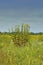 Lone wild foliage in yellow field