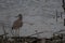 Lone wild greater yellowlegs on the lakeshore