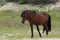 Lone Wild Horse Corolla  North Carolina