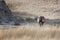 Lone Wild paint mare walking in the tall grass