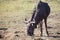 Lone wildebeest bull standing and eat green grass