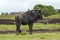 Lone Wildebeest Grazing in Nature Reserve